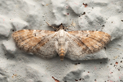 Eupithecia mundiscripta
