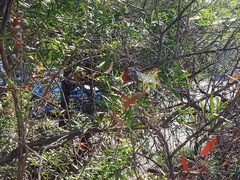 Ischnura heterosticta