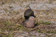 Common Ground-Dove photo 6