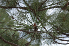 Pinus devoniana