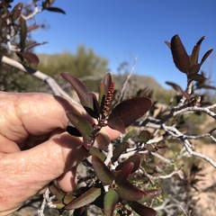 Pleradenophora bilocularis