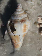 Strombus alatus