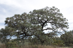 Pinus oocarpa