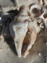 Strombus alatus