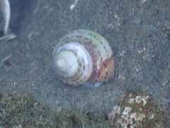 Calliostoma tricolor