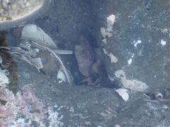 Acanthinucella punctulata