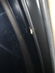 Tinea apicimaculella