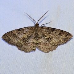 Melanolophia canadaria