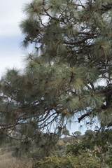 Pinus oocarpa