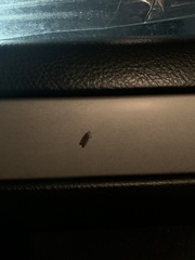 Tinea apicimaculella