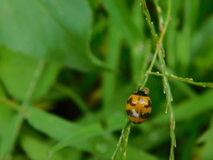 Coccinella transversalis