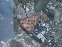 Calliostoma gloriosum