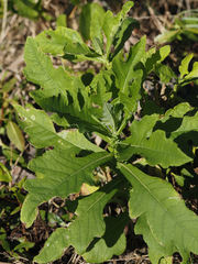 Verbesina virginica