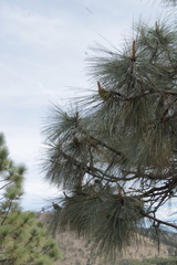 Pinus oocarpa