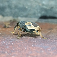 Elytrocoptus lemniscatus