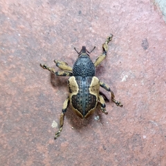 Elytrocoptus lemniscatus