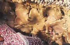 Eudistoma psammion