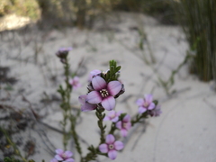 Cyanothamnus coerulescens