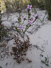 Cyanothamnus coerulescens