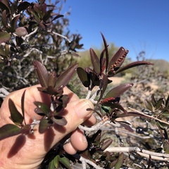 Pleradenophora bilocularis