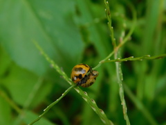 Coccinella transversalis