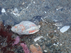 Acanthinucella spirata