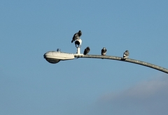 Columba livia domestica