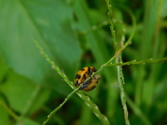 Coccinella transversalis