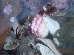 Semele rubropicta