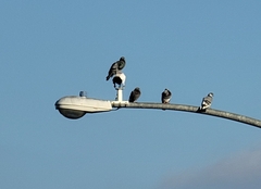 Columba livia domestica