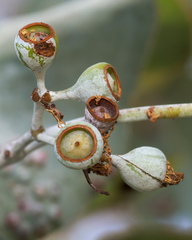 Eucalyptus melanophloia