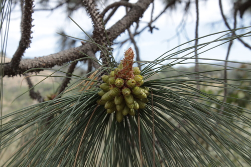 Egg-cone pine (Pinus oocarpa)