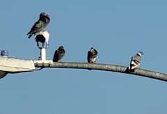 Columba livia domestica