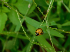 Coccinella transversalis