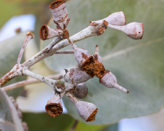 Eucalyptus melanophloia