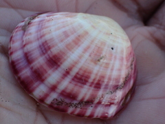 Semele rubropicta