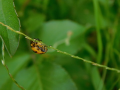 Coccinella transversalis