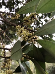Myrsine seguinii