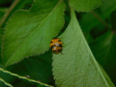 Coccinella transversalis