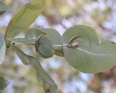 Eucalyptus melanophloia
