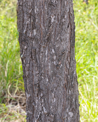 Eucalyptus melanophloia