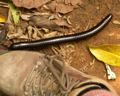 Acladocricus