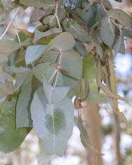 Eucalyptus melanophloia