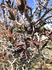 Pleradenophora bilocularis