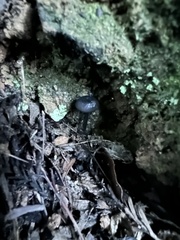 Entoloma serrulatum