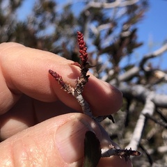 Pleradenophora bilocularis