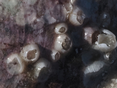 Amphibalanus venustus