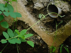 Clitoria ternatea albiflora