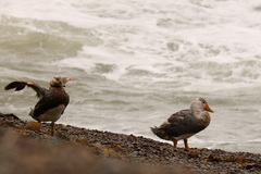 Tachyeres leucocephalus