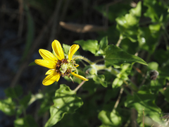 Helianthus debilis